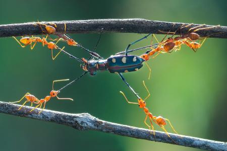 Collaboration