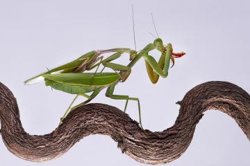 Mating