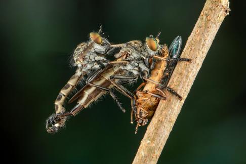 Robberfly doble mating1