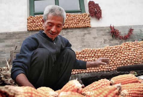 Corn heap