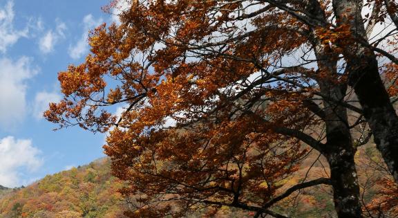 mountain 8