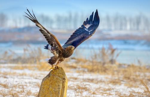 Ready to take off
