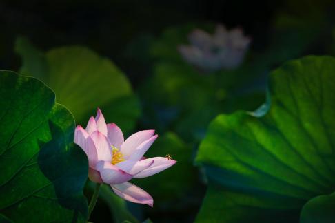 The lotus and the bee
