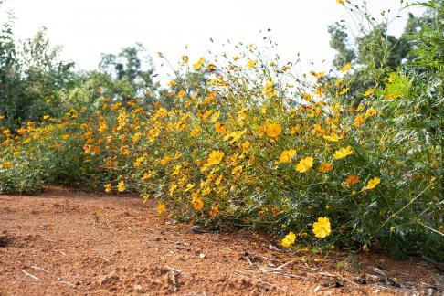 wild flower