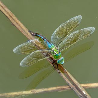 Dragonfly laying eggs 3