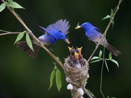 Blue bird 2