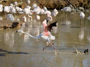 Flamingosdans
