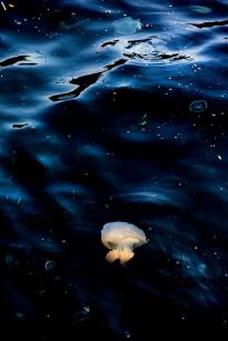 Jellyfish20241