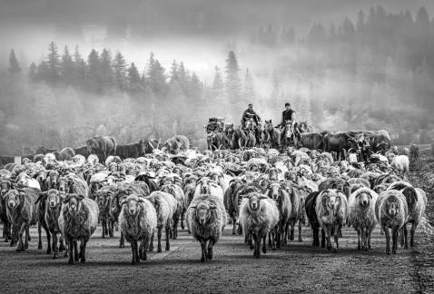 Sheep