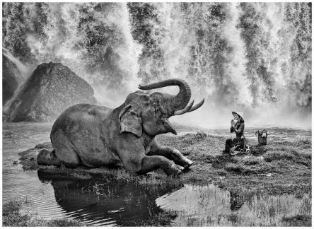 Elephant is god