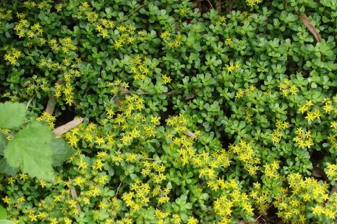 Wild plants 4