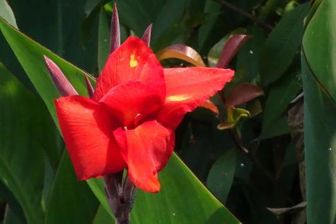 Red Cannas 3