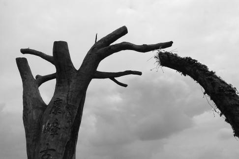 Ancient trees