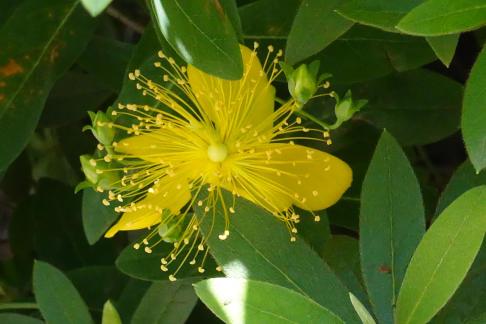 Hypericum 3
