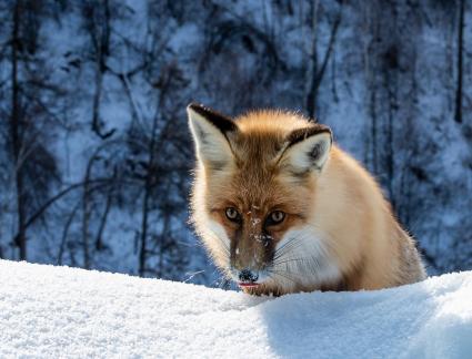 Spotting prey