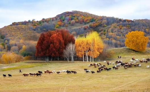Autumn scenery on Bashang