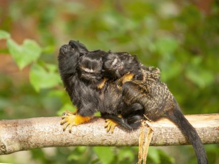 Rothandtamarin 5799