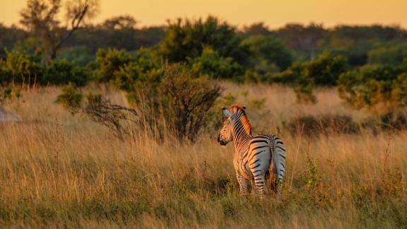 zebra in the sunset 9625