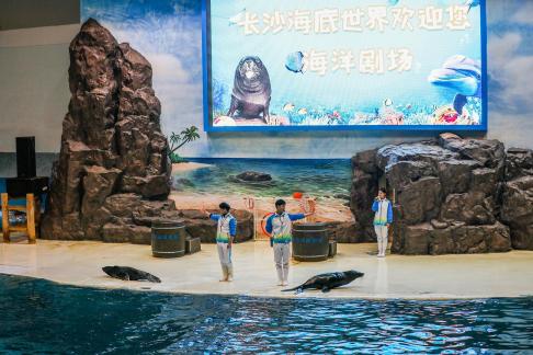 Marine Animal Performance 1