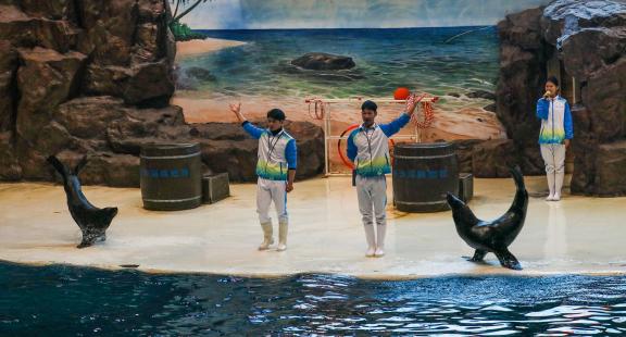 Marine Animal Performance 2