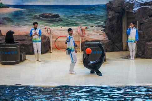 Marine Animal Performance 3