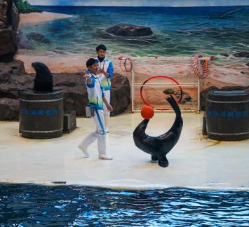 Marine Animal Performance 4