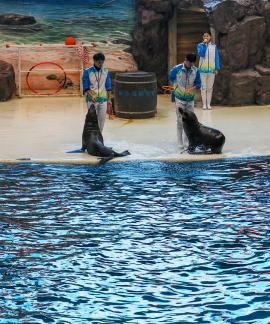 Marine Animal Performance 5