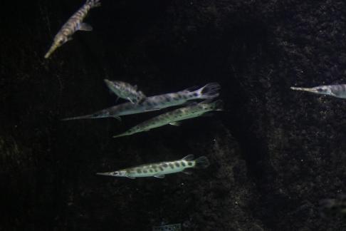 gar 1