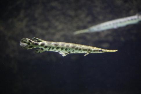 gar 2