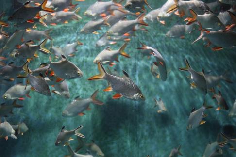 Thai crucian carp 1