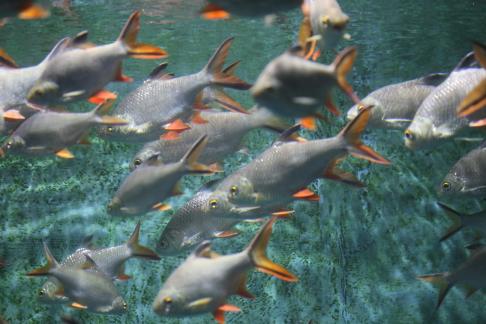 Thai crucian carp 2