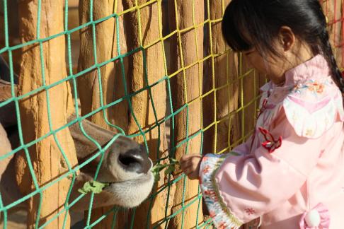 feed animals 2