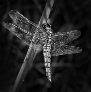 Shy Dragonfly