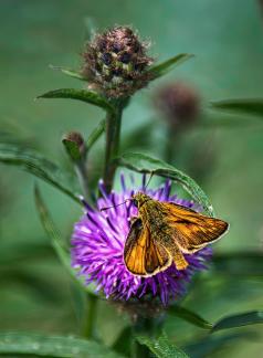 Skipper on Knapweed