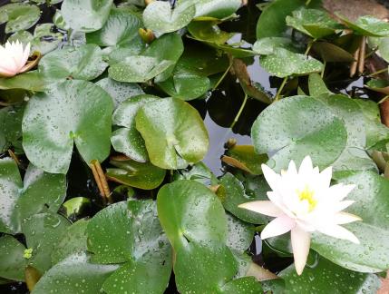 Lotus and lotus leaves1