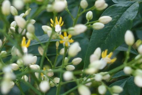 was studded with stars2