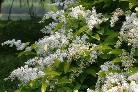 A tree with white flowers 2
