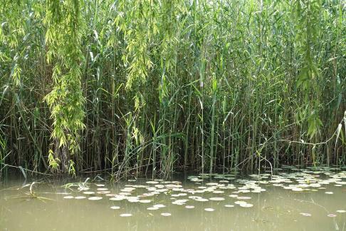 Wild grass by the waters edge
