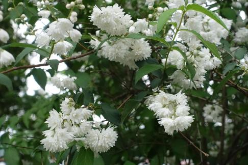 Double petaled reed 1