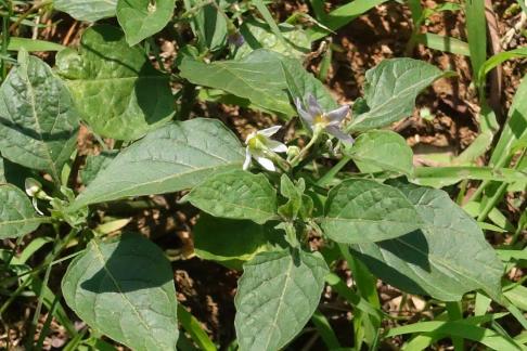 Leaf gap picking up light 2