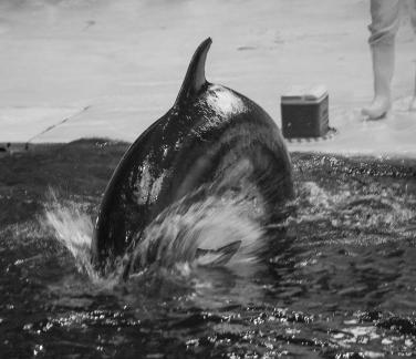 Marine Animal Performance 14