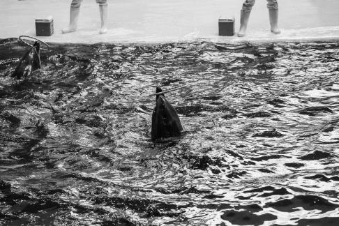 Marine Animal Performance 15