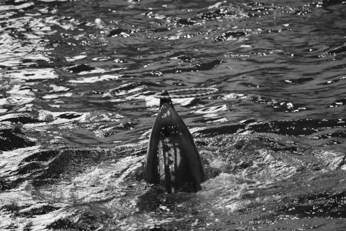 Marine Animal Performance 17