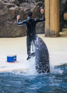 Marine Animal Performance 34