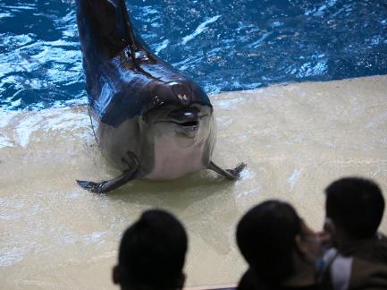 Marine Animal Performance 35