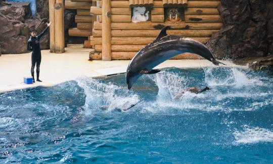 Marine Animal Performance 36