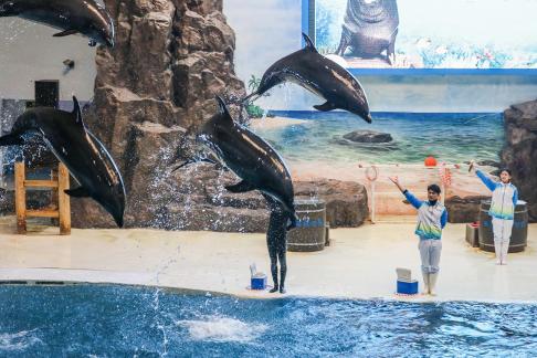 Marine Animal Performance 37