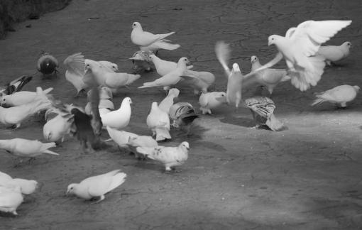 Feed the Peace Dove 5