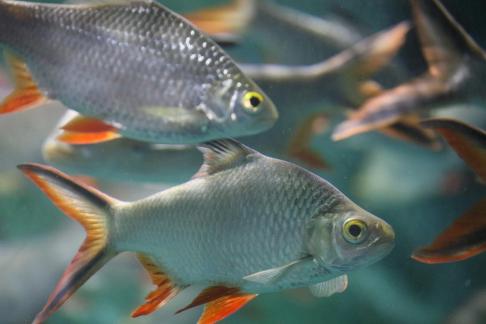 Thai crucian carp 16