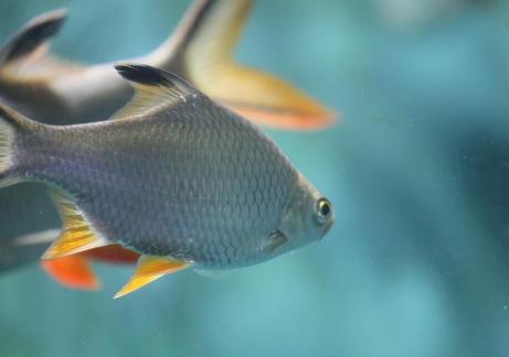 Thai crucian carp 18